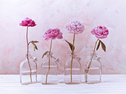 Picture of PEONIES IN GLASS BOTTLES