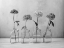 Picture of PEONIES IN GLASS BOTTLES