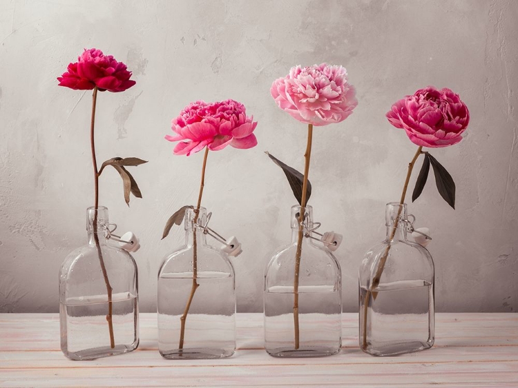 Picture of PEONIES IN GLASS BOTTLES