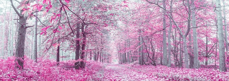 Picture of PATHWAY THROUGH AUTUMN FOREST