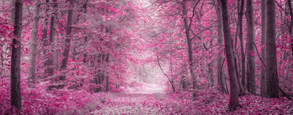 Picture of PATHWAY THROUGH AUTUMN FOREST