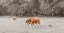 Picture of COWS IN THE FIELD