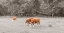 Picture of COWS IN THE FIELD
