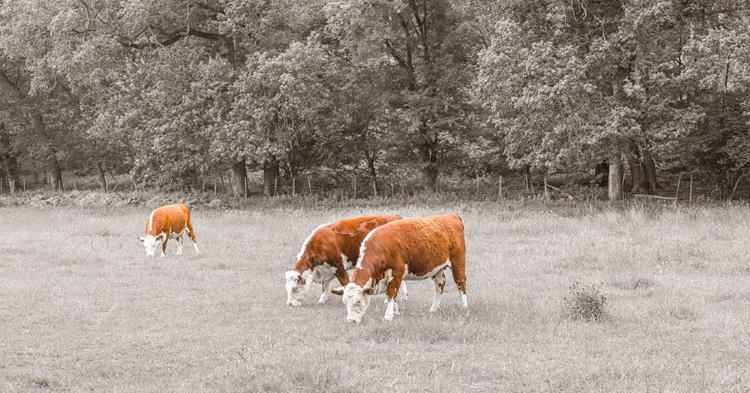 Picture of COWS IN THE FIELD