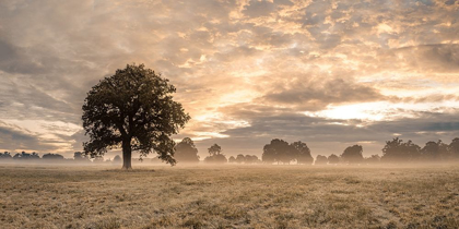 Picture of TREE IN A FILED AT SUNRISE