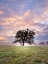 Picture of TREE IN A FILED AT SUNRISE