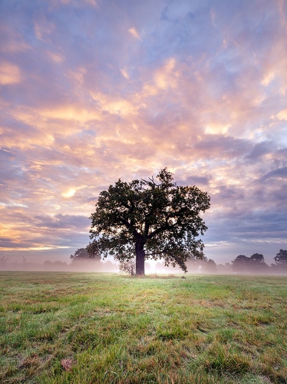 Picture of TREE IN A FILED AT SUNRISE