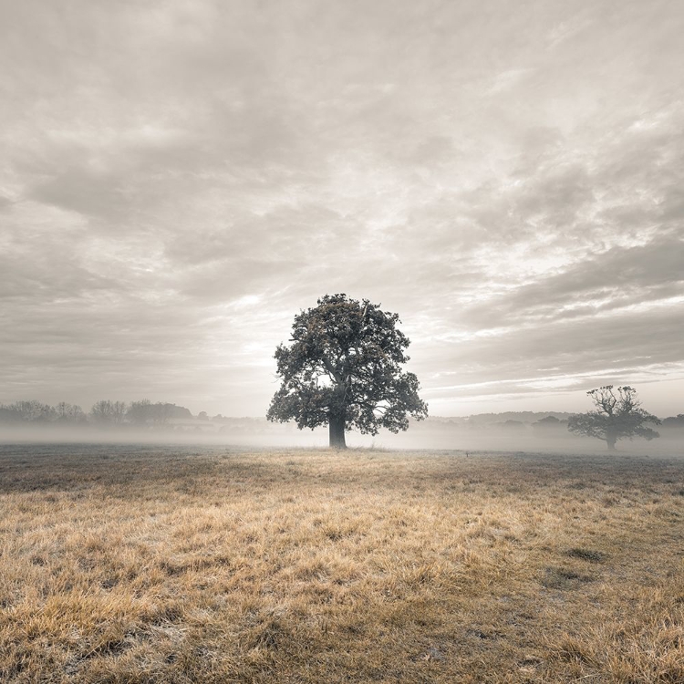 Picture of TREE IN A FILED AT SUNRISE