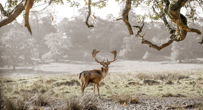 Picture of STAG IN A FIELD