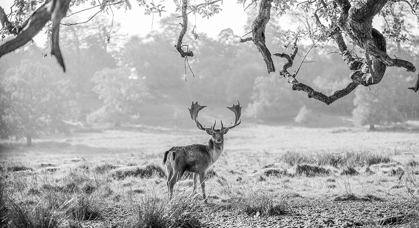 Picture of STAG IN A FIELD