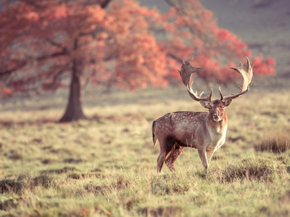 Picture of STAG IN A FIELD