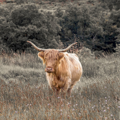 Picture of HIGHLAND COW I