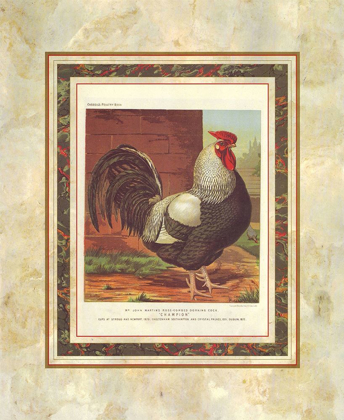 Picture of ROSE-COMBED DORKING COCK, CASSELLS POULTRY BOOK