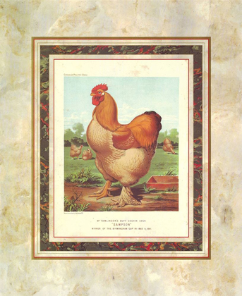 Picture of BUFF. COCHIN COCK, CASSELLS POULTRY BOOK