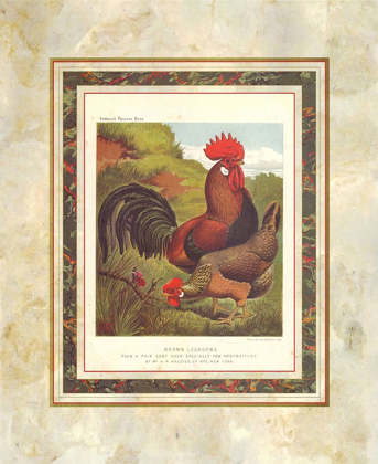 Picture of BROWN LEG HORN, CASSELLS POULTRY BOOK