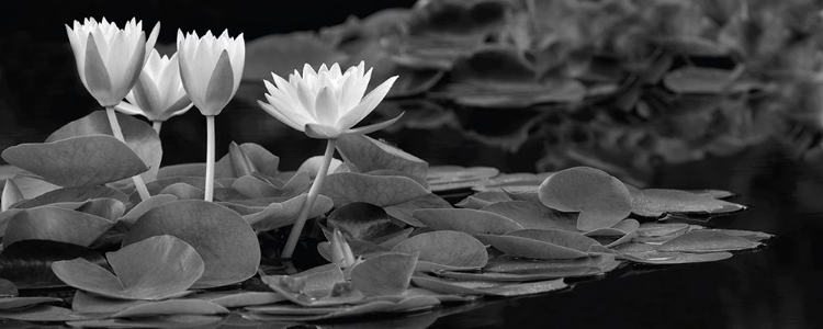 Picture of HUGHES WATER GARDEN