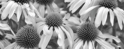 Picture of ECHINACEA SUNRISE