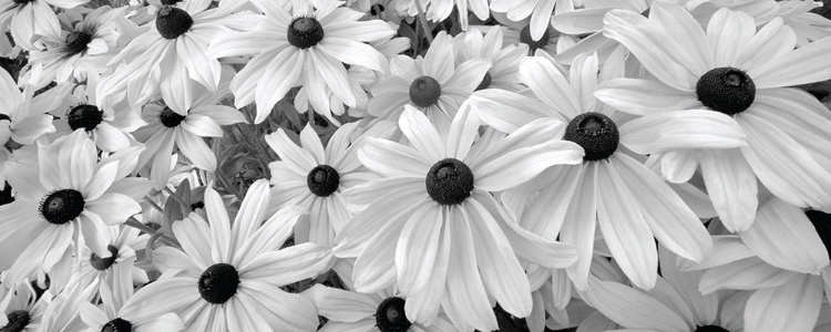 Picture of BLACK EYED SUSANS