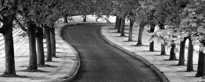 Picture of MAPLE TREE LINED DRIVE