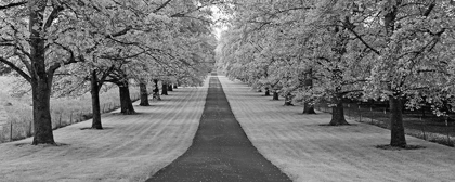 Picture of MAPLE LINED ROAD