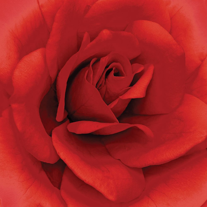 Picture of ANNIVERSARY ROSE