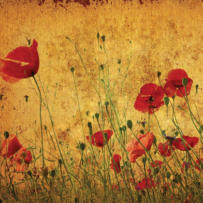 Picture of FIELD OF POPPIES