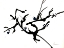 Picture of BRANCHING OUT II