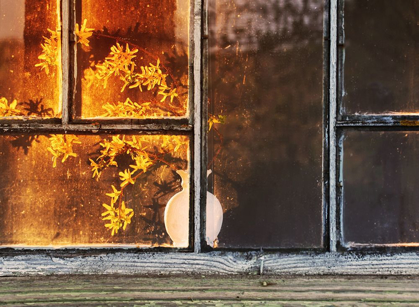 Picture of YELLOW FLOWERS IN WINDOW VASE