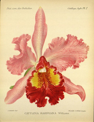 Picture of ORCHID, CATLLEYA HARDYANA