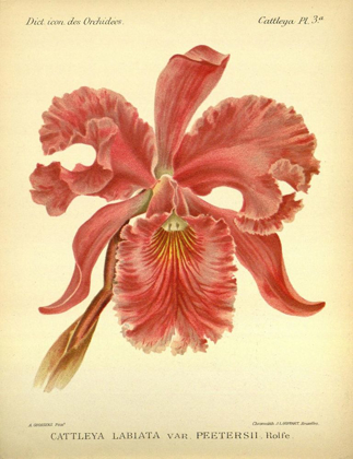 Picture of ORCHID, CATLLEYA LABIATA