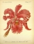 Picture of ORCHID, CATLLEYA LABIATA