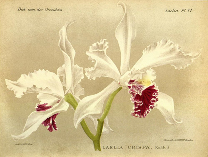 Picture of ORCHID, LAELIA CRISPA
