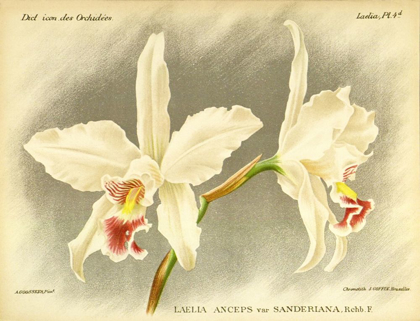 Picture of ORCHID, LAELIA ANCEPS