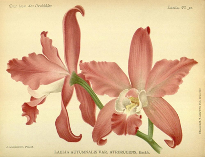 Picture of ORCHID, LAELIA AUTUMNALIS