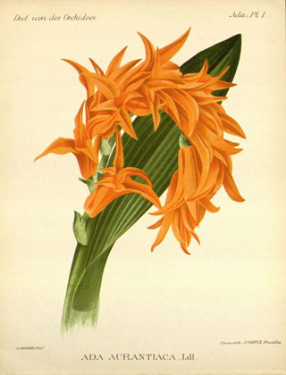 Picture of ORCHID, ADA AURANTIACA