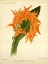 Picture of ORCHID, ADA AURANTIACA