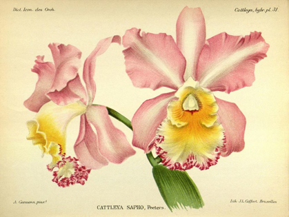 Picture of ORCHID, CATTLEYA SAPHO