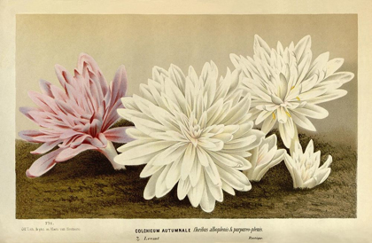 Picture of COLCHICUM AUTUMNALE