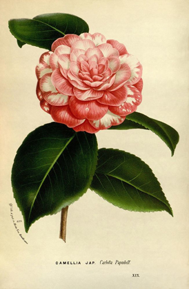 Picture of CAMELIA JAPONICA