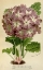 Picture of PRIMULA CORT.
