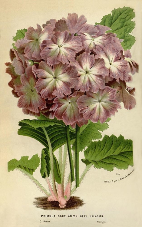 Picture of PRIMULA CORT.