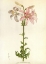 Picture of LILIUM WASHINGTONIANUM