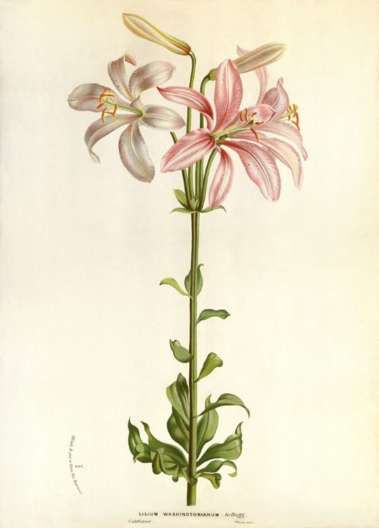 Picture of LILIUM WASHINGTONIANUM