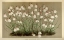 Picture of ACIS AUTUMNALIS