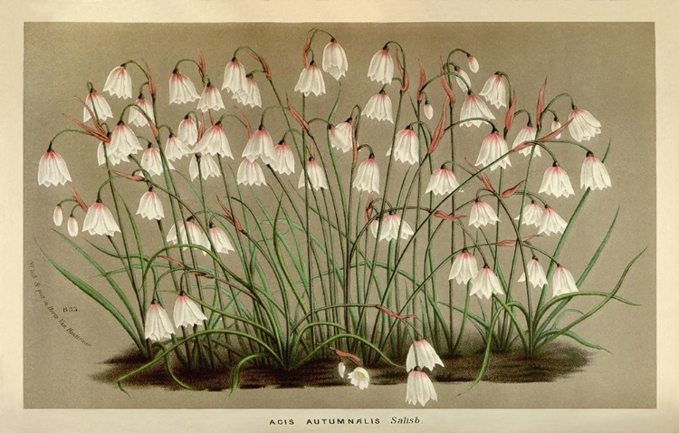 Picture of ACIS AUTUMNALIS