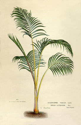 Picture of HYOPHORBE INDICA