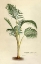Picture of HYOPHORBE INDICA