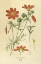Picture of COSMOS BIPINNATUS