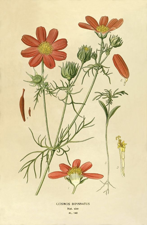 Picture of COSMOS BIPINNATUS