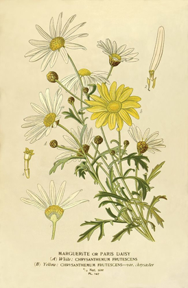 Picture of PARIS DAISY, MARGUERITE